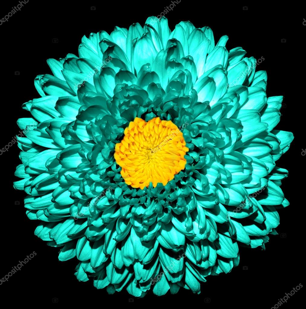 Fleur De Chrysanthème De Turquoise Foncé Surréaliste Or