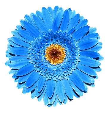 Gerçeküstü koyu krom mavi gerbera çiçek makro üzerinde beyaz izole