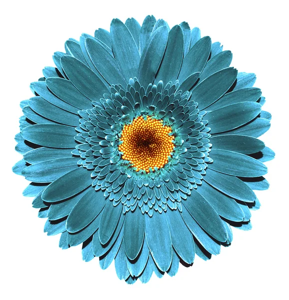 Surréaliste gris chrome foncé fleur de gerbera turquoise macro isolé sur blanc — Photo