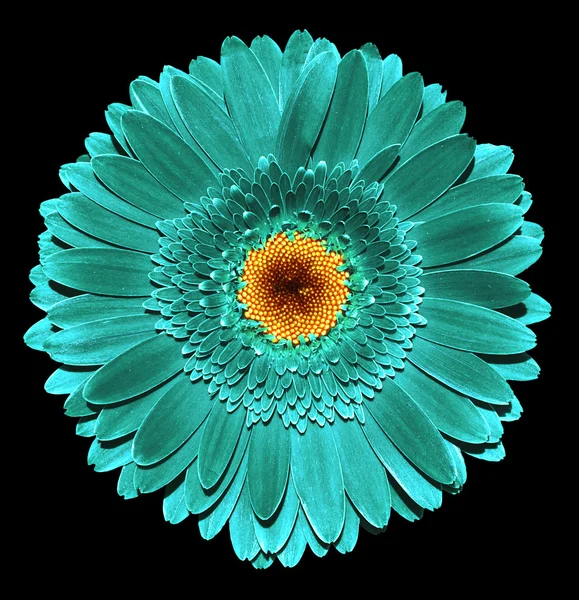 Surréaliste chrome foncé fleur de gerbera turquoise macro isolé sur noir — Photo