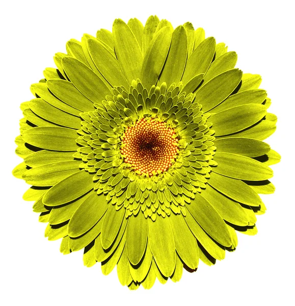 Surreal dunkel chrom golden Gerbera Blume Makro isoliert auf weiß — Stockfoto