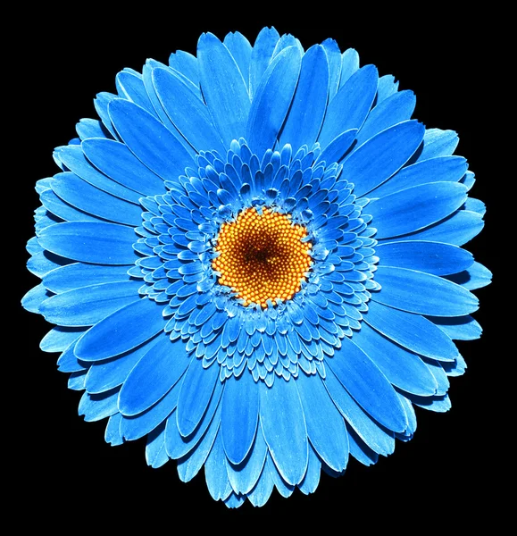 Surreal escuro cromo azul gerbera flor macro isolado em preto — Fotografia de Stock