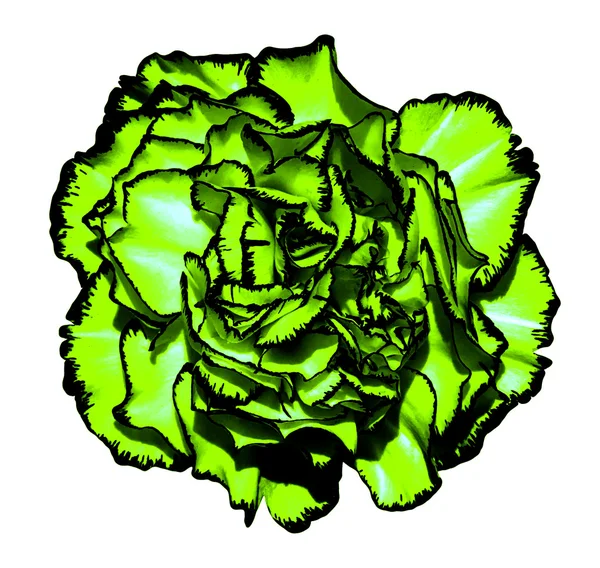Surrealistyczne chrom ciemny zielony ząbek kwiat z czarnym obramowaniem makro na białym tle — Zdjęcie stockowe