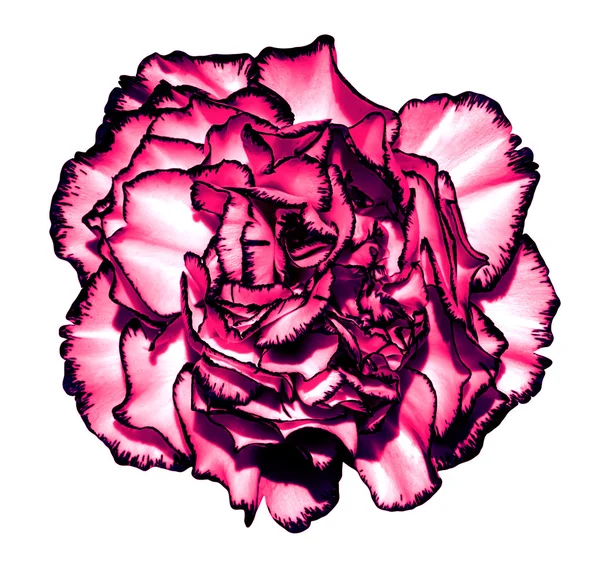 Gerçeküstü koyu pembe krom karanfil çiçek makro üzerinde beyaz izole — Stok fotoğraf