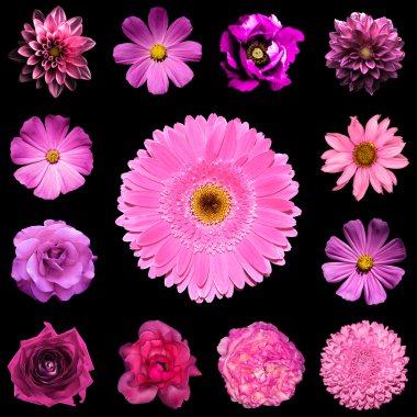 Mix kolaj kare tarz doğal ve gerçeküstü pembe çiçekler 13 1: dahlia, çuha çiçeği, çok yıllık aster, papatya çiçek, gül, zavallı, gerbera, karanfil, siyahta izole krizantem