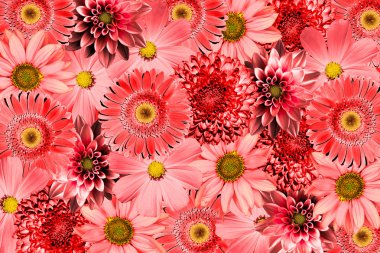 Vintage background with red flowers collage mix gerbera, chrysanthemum, dahlia, primula, decorative sunflower retro styled