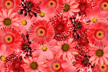 Vintage background with red flowers collage mix gerbera, chrysanthemum, dahlia, primula, decorative sunflower