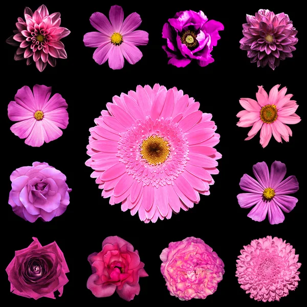 Mix kolaj kare tarz doğal ve gerçeküstü pembe çiçekler 13 1: dahlia, çuha çiçeği, çok yıllık aster, papatya çiçek, gül, zavallı, gerbera, karanfil, siyahta izole krizantem — Stok fotoğraf