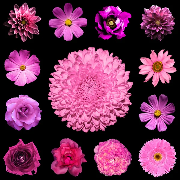 Mix collage square stil av naturliga och surrealistiska rosa blommor 13 i 1: dahlia, primula, perenna aster, daisy blomman, rose, peon, gerbera, kryddnejlika, chrysanthemum isolerade på svart — Stockfoto