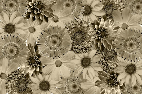 Vintage background with flowers collage mix gerbera, chrysanthemum, dahlia, primula, decorative sunflower retro styled dark filtered — Stock fotografie
