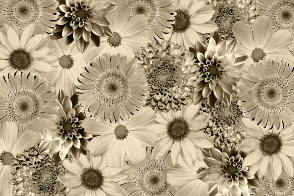 Vintage background with flowers collage mix gerbera, chrysanthemum, dahlia, primula, decorative sunflower retro styled warm filtered — Stock fotografie