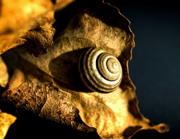 Snail on a leaf high contrasted with vignetting effect — Stock Fotó