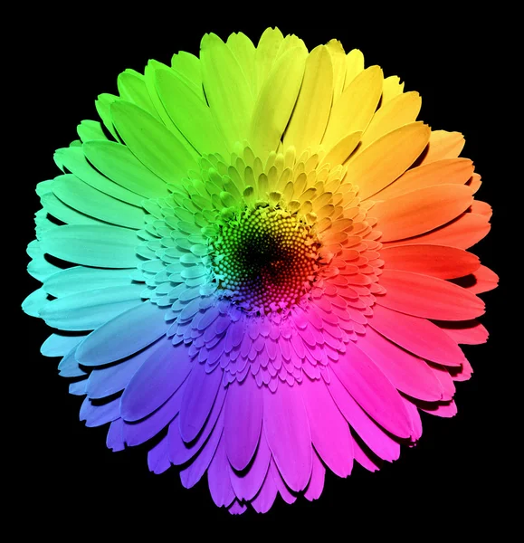 Rainbow Gerber Blume Makro isoliert auf schwarz — Stockfoto