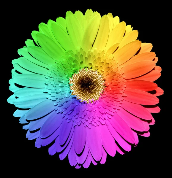 Rainbow Gerber Blume mit gelbem Herz Makro isoliert auf schwarz — Stockfoto