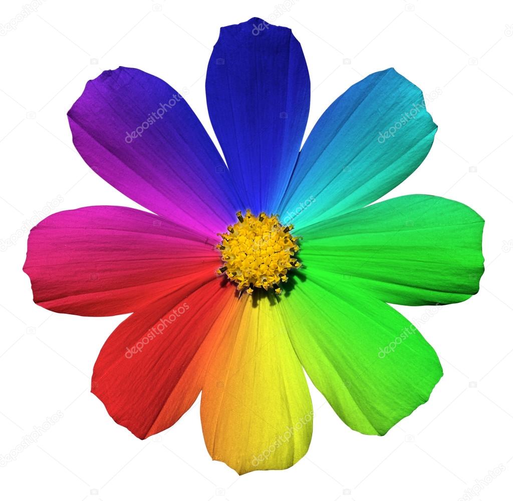 Rainbow Primula flower macro isolated on white