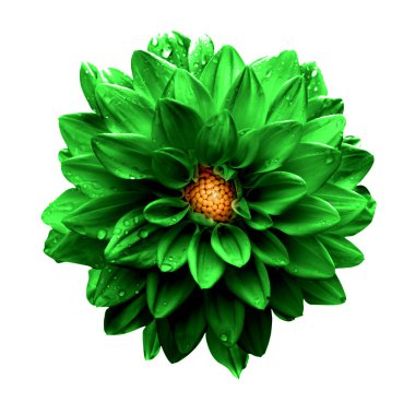 Beyaz izole gerçeküstü karanlık chrome yeşil dahlia makro