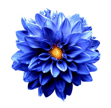 Gerçeküstü koyu krom deniz mavi Dalya makro üzerinde beyaz izole