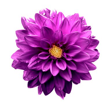 Gerçeküstü koyu krom pembe çiçek dahlia makro üzerinde beyaz izole