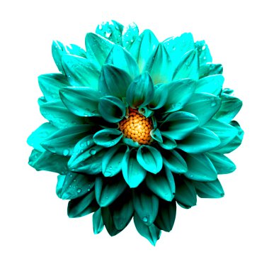 Gerçeküstü koyu krom turkuaz dahlia makro üzerinde beyaz izole