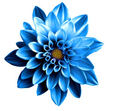 Gerçeküstü koyu krom mavi çiçek dahlia makro üzerinde beyaz izole