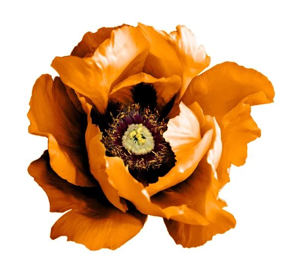 Σουρεαλιστικό χρώμιο σκούρο πορτοκαλί λουλούδι παπαρούνας μακροεντολή απομονωθεί σε λευκό — Φωτογραφία Αρχείου