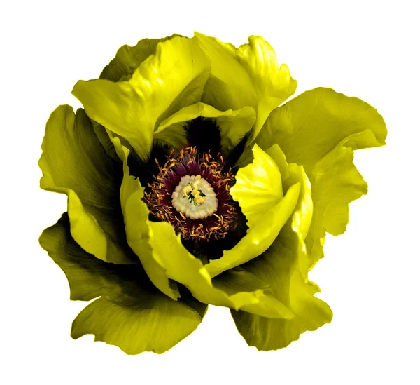 Σουρεαλιστικό σκούρο χρωμίου κίτρινη παπαρούνα λουλούδι μακρο απομονωθεί σε λευκό — Φωτογραφία Αρχείου