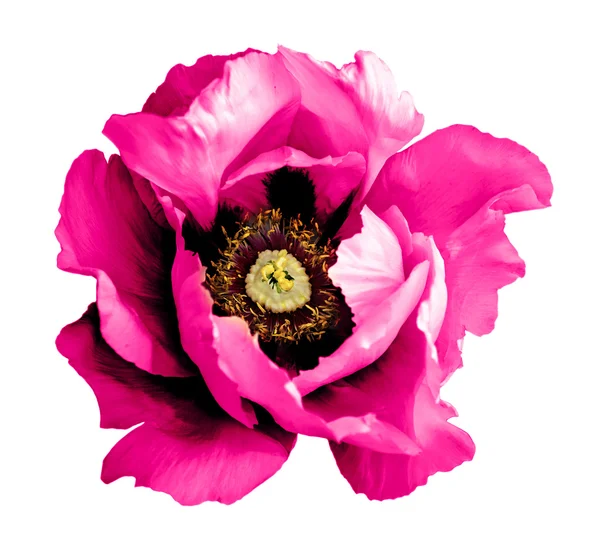 Σουρεαλιστικό σκούρο χρώμιο οξύ Ροζ παπαρούνα λουλούδι μακρο απομονωθεί σε λευκό — Φωτογραφία Αρχείου