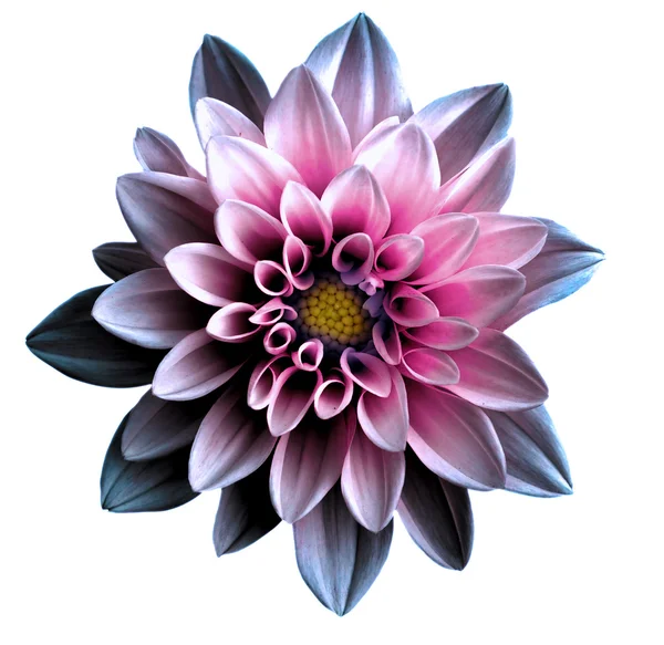 Сюрреалістичний темно-хром фіолетовий і рожева квітка далія макро ізольовані на білому — стокове фото