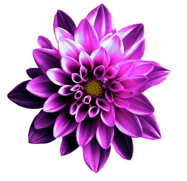 Сюрреалістична темно-хромована фіолетова квітка даля макро ізольована на білому — стокове фото