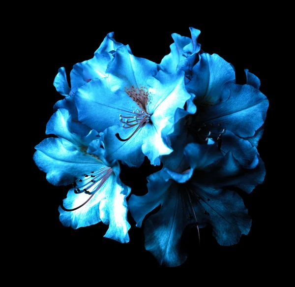 Bush of surreal dark chrome blue pelargonium flowers isolated on black — Stock Photo, Image