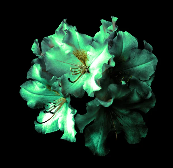 Bush of surreal dark chrome green pelargonium flowers isolated on black — Stock Photo, Image