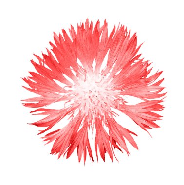 Natural red cornflower flower isolated on white