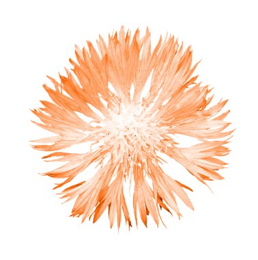 Natural orange cornflower flower isolated on white