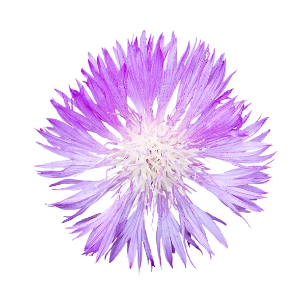 Natural violet cornflower flower isolated on white — ストック写真