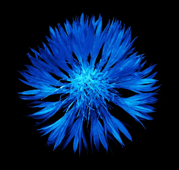 Surrealistyczne chrom ciemny chaber niebieski kwiat na białym na czarnym tle — Zdjęcie stockowe