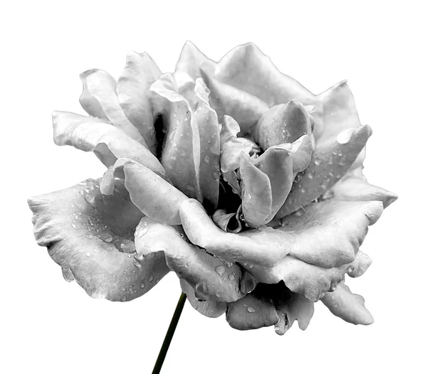 Flor de rosa natural isolada em branco preto e branco — Fotografia de Stock