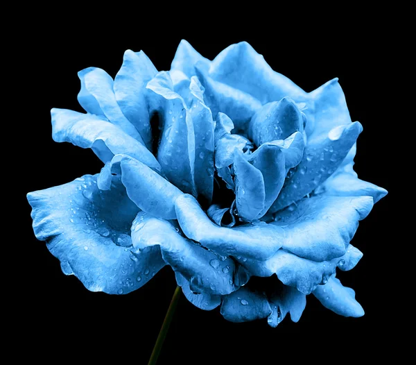 Rosa azul natural flor aislada en negro —  Fotos de Stock