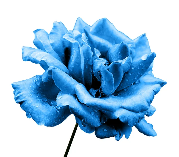 Natural blue rose flower isolated on white — 스톡 사진