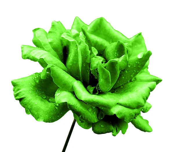 Natural green rose flower isolated on white — Stockfoto
