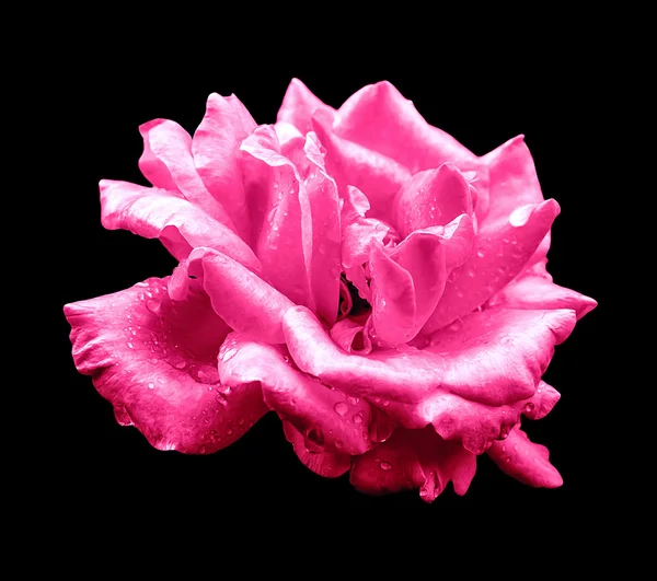 Surreal escuro cromo ácido rosa flor isolada em preto — Fotografia de Stock