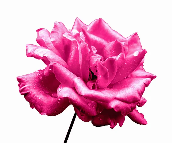 Surreal dark chrome acid pink rose flower isolated on white — ストック写真