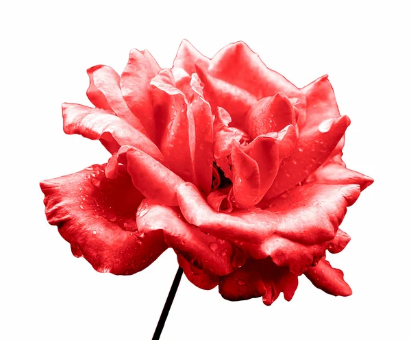 Surreal dark chrome red rose flower isolated on white — 스톡 사진