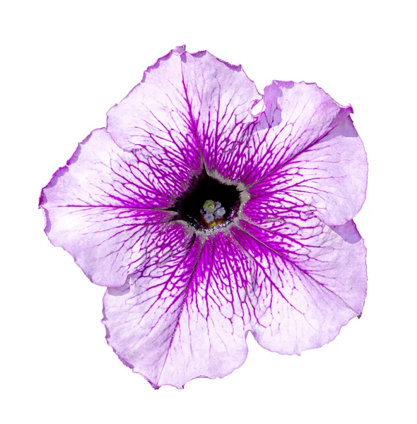 Anbudsförfarande naturliga viiolet Althea blomma makro isolerad på vit — Stockfoto