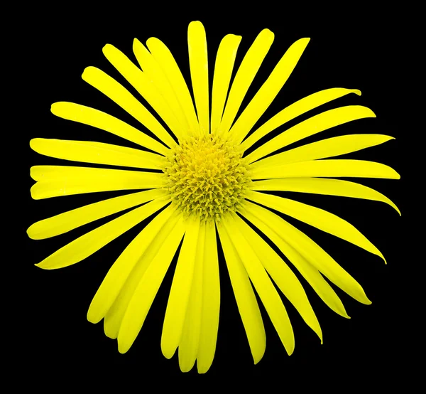 Натуральна жовта екзотична квітка хризантеми макро ізольована на чорному — стокове фото