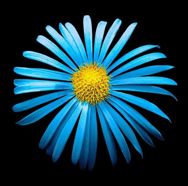 Натуральна блакитна екзотична квітка хризантеми макро ізольована на чорному — стокове фото