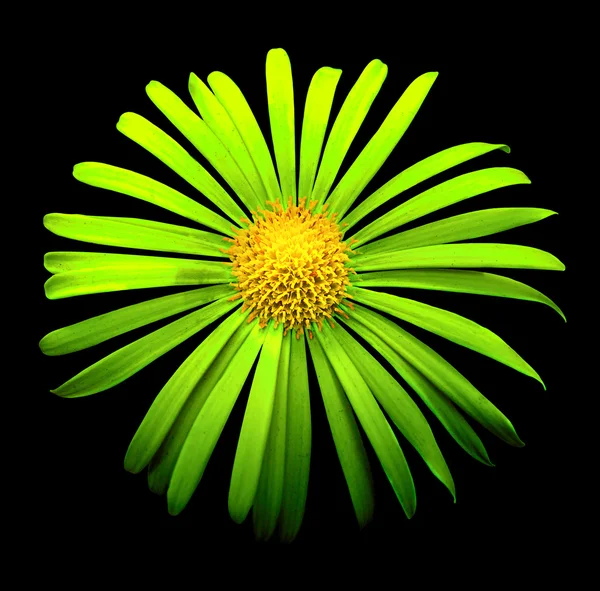 Természetes zöld egzotikus krizantém virág makró elszigetelt fekete — Stock Fotó