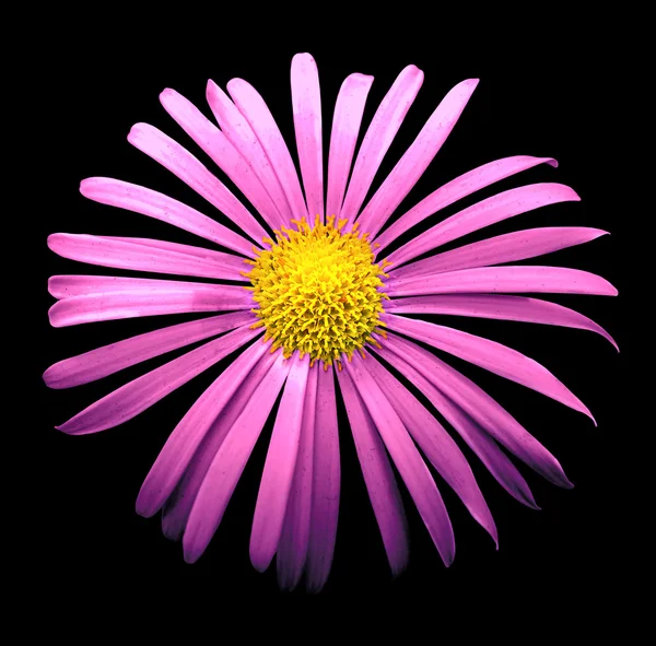 Natural pink exotic chrysanthemum flower macro isolated on black — Stock Photo, Image