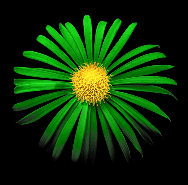 Surréaliste vert foncé mat fleur de chrysanthème macro isolé sur noir — Photo