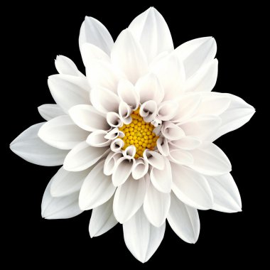 Siyah izole ihale beyaz çiçek dahlia makro