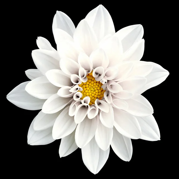 Tendre fleur blanche dahlia macro isolé sur noir — Photo